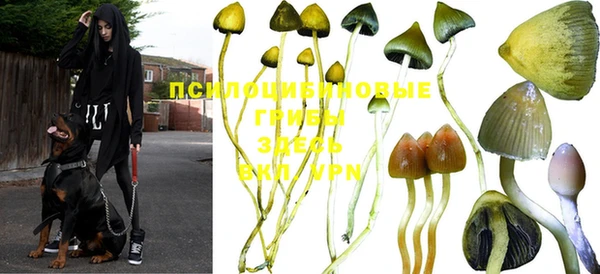 ГАЛЛЮЦИНОГЕННЫЕ ГРИБЫ Абинск